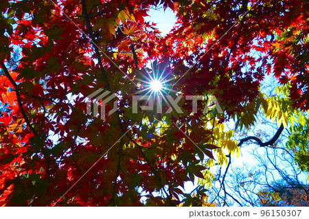 Autumn leaves turning red Autumn leaves turning red 96150307