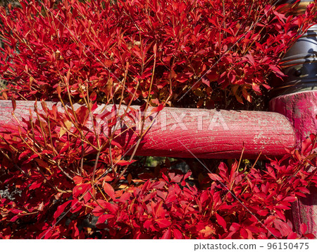 Red bridge and red Dodantsutsuji 96150475