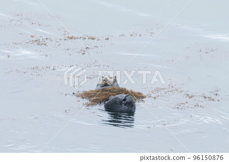 A sea otter that can only be found around here in Japan 96150876