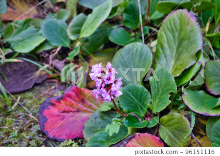 Himalaya Yukinoshita Himalaya Yukinoshita 96151116