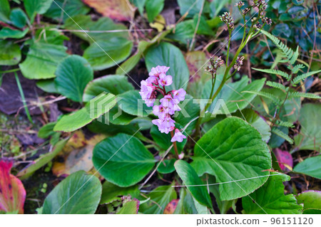 Himalaya Yukinoshita Himalaya Yukinoshita 96151120