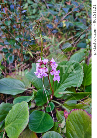 Himalaya Yukinoshita Himalaya Yukinoshita 96151121