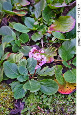 Himalaya Yukinoshita Himalaya Yukinoshita 96151126