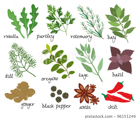 vector herbs and spices vector herbs and spices 96151249