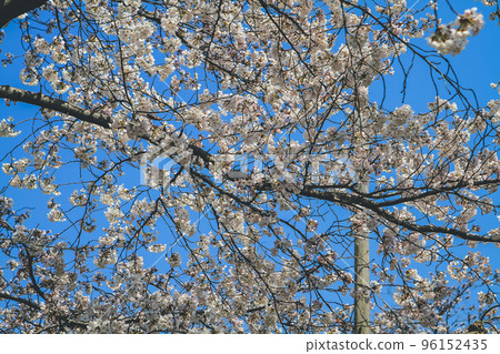 a white Cherry blossom , sakura flower, Nijo Castle a white Cherry blossom , sakura flower, Nijo Castle 96152435
