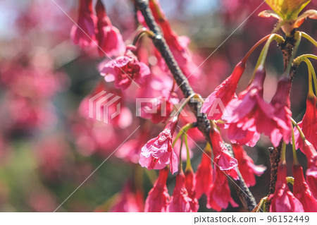Spring flowers series, Cherry blossom , sakura flower 96152449