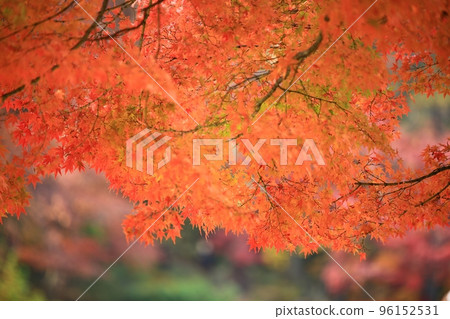 Beautiful old palace, Changdeokgung in autumn 96152531