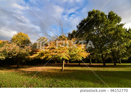 Autumn trees (in Chester, England) 96152770