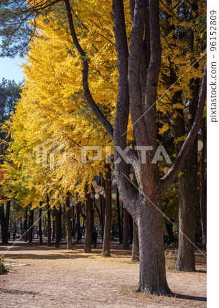 Beautiful Namiseom Nami Island on Han river in South Korea during Autumn season 96152809