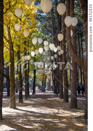 Beautiful Namiseom Nami Island on Han river in South Korea during Autumn season 96152810