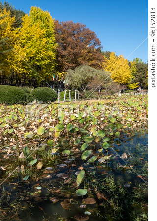 Beautiful Namiseom Nami Island on Han river in South Korea during Autumn season 96152813
