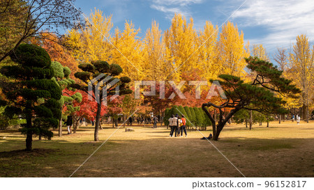 Beautiful Namiseom Nami Island on Han river in South Korea during Autumn season Beautiful Namiseom Nami Island on Han river in South Korea during Autumn season 96152817