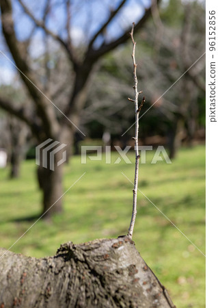Cherry tree twig Cherry tree twig 96152856