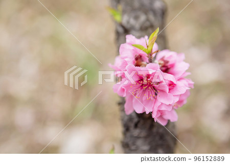 peach blossom closeup peach blossom closeup 96152889