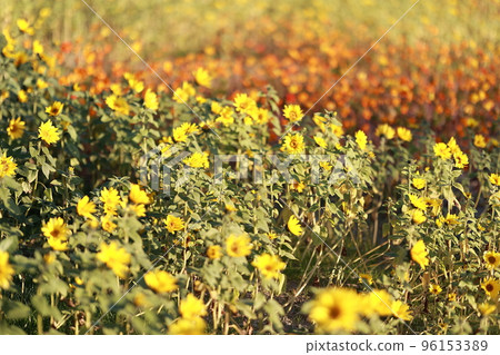 Forbidden City Autumn Trip, Beautiful Autumn 96153389