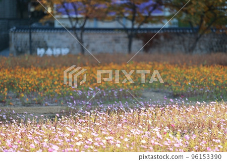 Forbidden City Autumn Trip, Beautiful Autumn 96153390