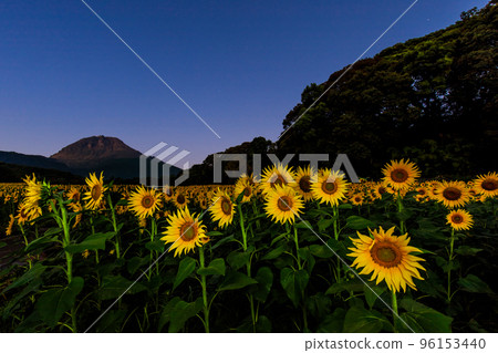 Sunflower Dawn at Shimabara Hibari Mountain Flower Park [Shimabara City, Nagasaki Prefecture] 96153440