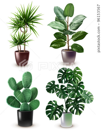 Realistic Houseplant Icon Set Realistic Houseplant Icon Set 96153567