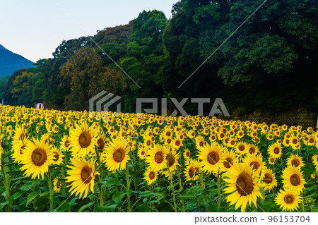 Sunflowers at Shimabara Hibari Sanka Park Morning Scene [Shimabara City, Nagasaki Prefecture] 96153704