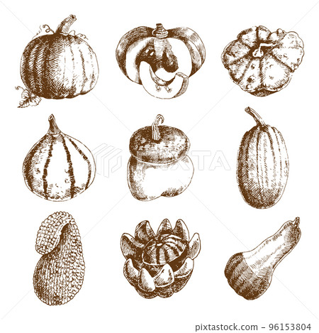 Pumpkin hand drawn icons set doodle Pumpkin hand drawn icons set doodle 96153804