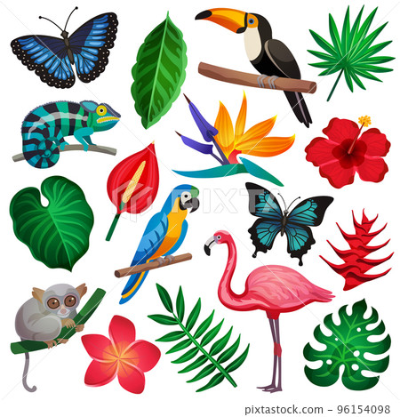 Tropical Exotic Icon Set Tropical Exotic Icon Set 96154098