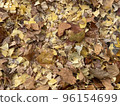 Background of various fallen leaves 96154699