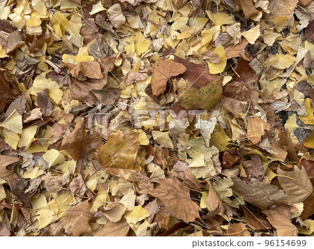 Background of various fallen leaves Background of various fallen leaves 96154699