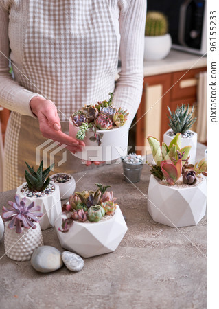 Woman holding pot with group of houseplants potted - Echeveria and Pachyveria opalina Succulents 96155233