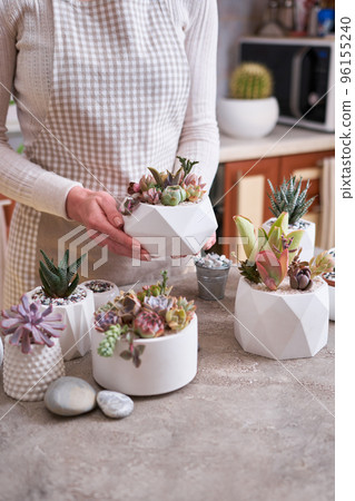 Woman holding pot with group of houseplants potted - Echeveria and Pachyveria opalina Succulents 96155240