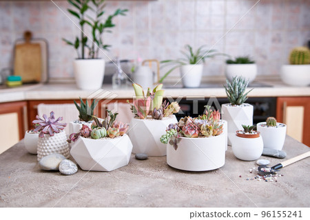 pots with groups of houseplants on concrete table - Echeveria and Pachyveria opalina Succulents pots with groups of houseplants on concrete table - Echeveria and Pachyveria opalina Succulents 96155241