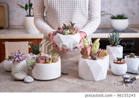 Woman holding pot with group of houseplants potted - Echeveria and Pachyveria opalina Succulents 96155245
