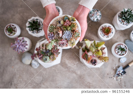 Woman holding pot with group of houseplants potted - Echeveria and Pachyveria opalina Succulents 96155246