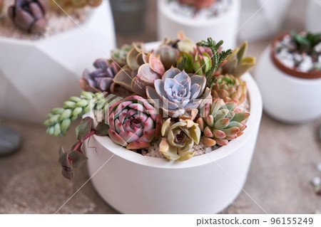 pots with groups of houseplants on concrete table - Echeveria and Pachyveria opalina Succulents 96155249