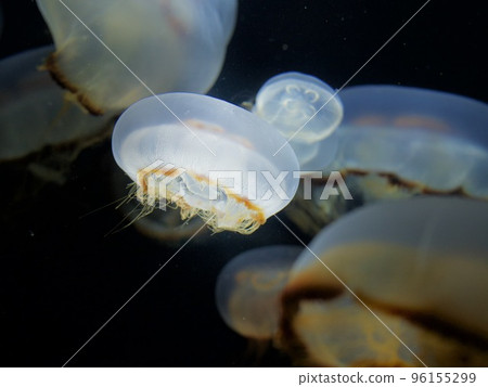 jellyfish swarm jellyfish swarm 96155299