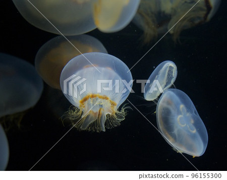 full of jellyfish full of jellyfish 96155300