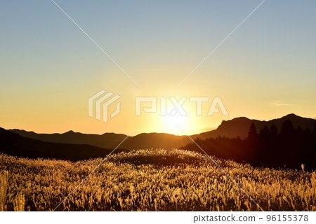 索尼高地，金色的蒲葦 96155378