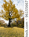 秋天，千年銀杏樹的葉子變黃了。 96155667