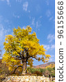 秋天，千年銀杏樹的葉子變黃了。 96155668