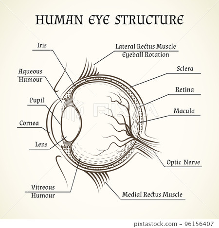 Vector structure of the human eye 96156407