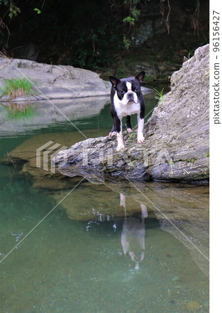 Mighty-kun, a Boston terrier staring cutely at the rocks of the Tokigawa River in Tokigawa Town, a popular spot for playing in the river♡ 96156427
