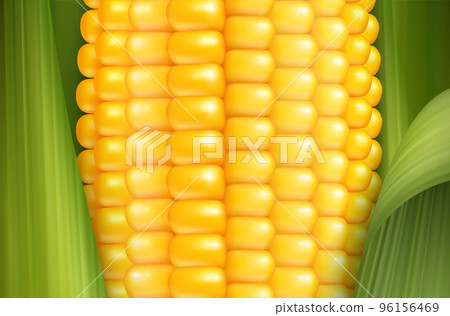 Realistic Corn Background 96156469