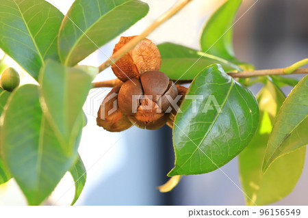 A camellia fruit that cracked and showed its face 96156549
