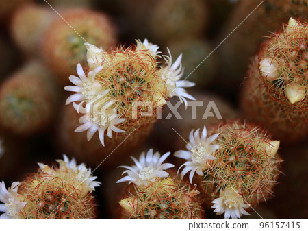 Many small pure white cactus flowers 96157415