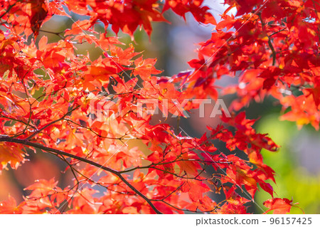 [Autumn leaves material] Maple leaves in Takato Castle Ruins Park [Nagano Prefecture] 96157425