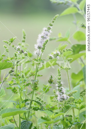 Herb flowers Herb flowers 96157445
