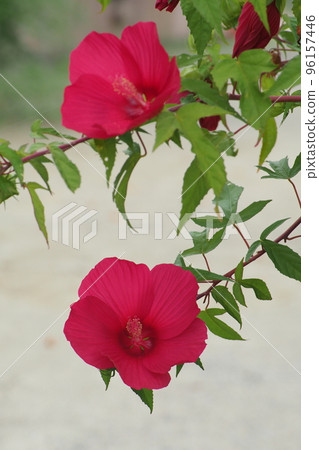 Maple mallow Maple mallow 96157446