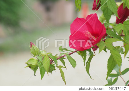 杜鵑花和芽 杜鵑花和芽 96157447