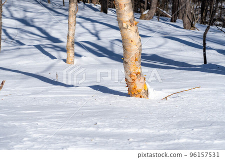 [Snow mountain material] Betula buried in snow [Nagano Prefecture] 96157531