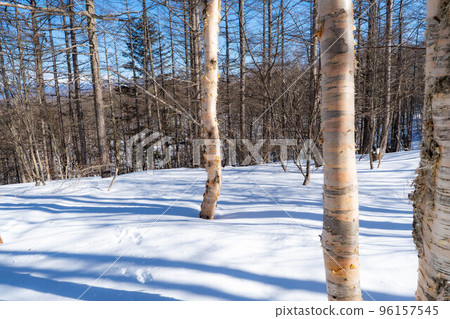 [雪山素材]雪中埋藏的樺樹[長野縣] 96157545