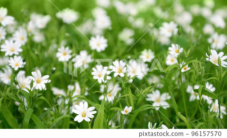 White flowers of Stellaria holostea flowerbed blooming in spring forest White flowers of Stellaria holostea flowerbed blooming in spring forest 96157570